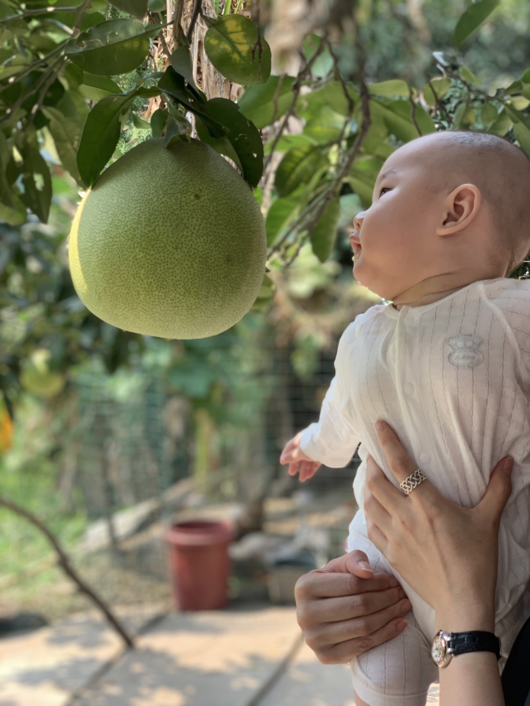 想吃吗，😄你头还没柚子大呢。。